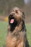 BRIARD 240